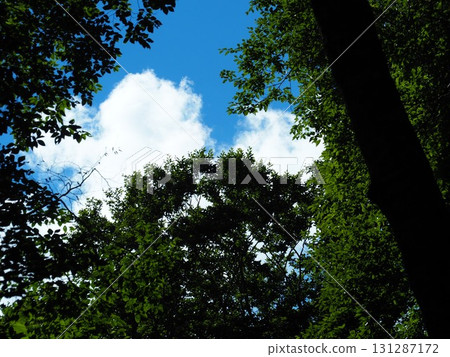 七月的北土布沼澤(長野縣木島平村) 七月的北土布沼澤(長野縣木島平村) 131287172