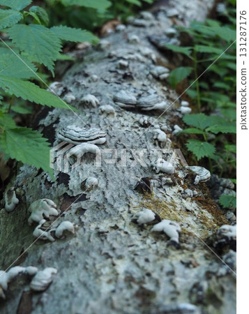 七月的北土布沼澤（長野縣木島平村） 131287176