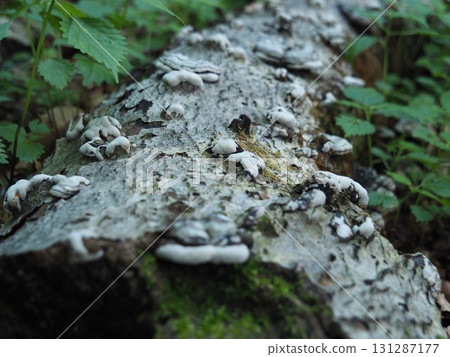 七月的北土布沼澤（長野縣木島平村） 131287177