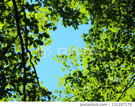 七月的北土布沼澤（長野縣木島平村） 131287178