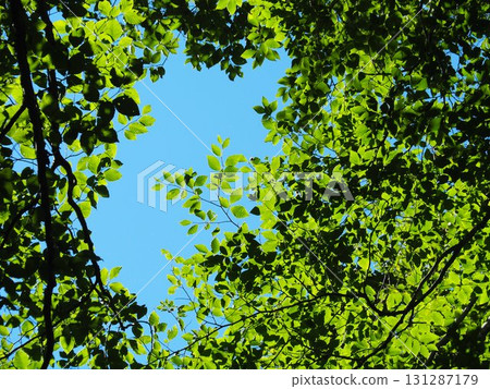 Kitadobu Marsh in July (Kijimadaira Village, Nagano Prefecture) 131287179
