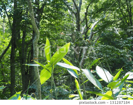 七月的北土布沼澤（長野縣木島平村） 131287184
