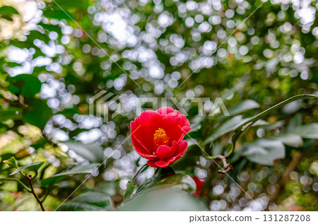 山茶花 山茶花 131287208