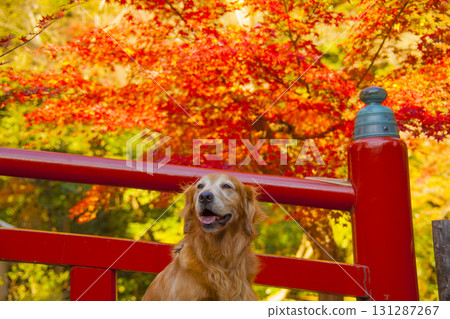A smiling golden retriever on a bridge stained red by autumn leaves 131287267