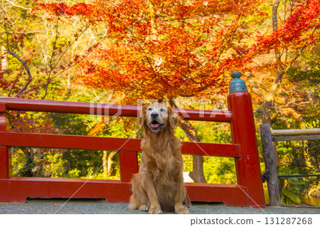 秋葉染紅的橋上,一隻微笑的黃金獵犬 秋葉染紅的橋上,一隻微笑的黃金獵犬 131287268