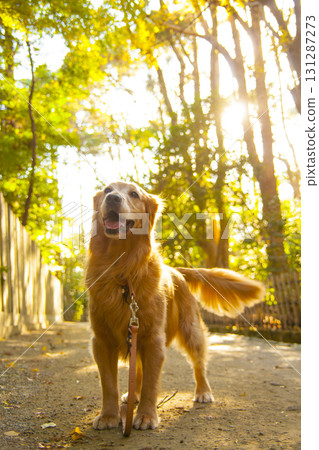 黃金獵犬走在陽光透過樹木的森林小路上 131287273