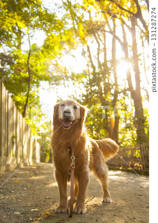 黃金獵犬走在陽光透過樹木的森林小路上 131287274