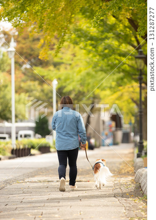 A woman and Kooikerhondje strolling along a row of ginkgo trees A woman and Kooikerhondje strolling along a row of ginkgo trees 131287277