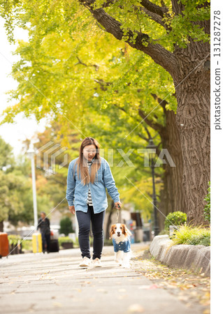 A woman and Kooikerhondje strolling along a row of ginkgo trees A woman and Kooikerhondje strolling along a row of ginkgo trees 131287278