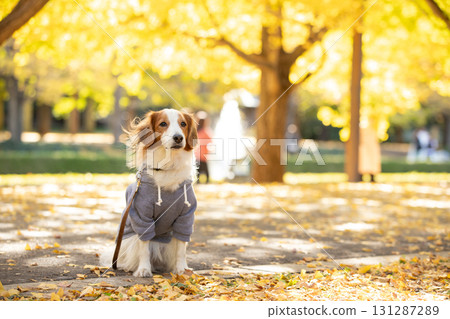 Kooikerhondje sits with a fountain and yellow leaves behind him, his gaze calm and gentle. 131287289