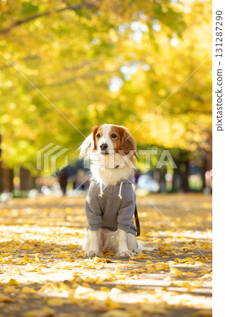 Kooikerhondje sits upright on the road lined with yellow leaves Kooikerhondje sits upright on the road lined with yellow leaves 131287290