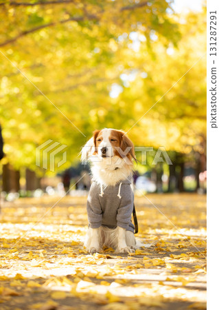 Kooikerhondje sits upright on the road lined with yellow leaves 131287291