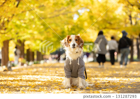 Kooikerhondje sits upright on the road lined with yellow leaves 131287293