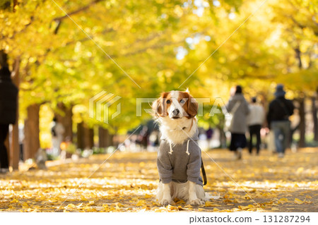 Kooikerhondje 直立在鋪滿黃葉的道路上 131287294