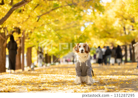 Kooikerhondje sits upright on the road lined with yellow leaves 131287295