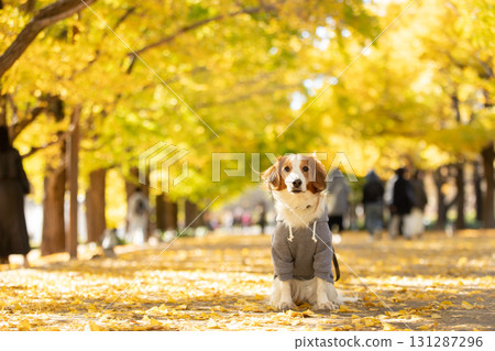 Kooikerhondje 直立在鋪滿黃葉的道路上 131287296
