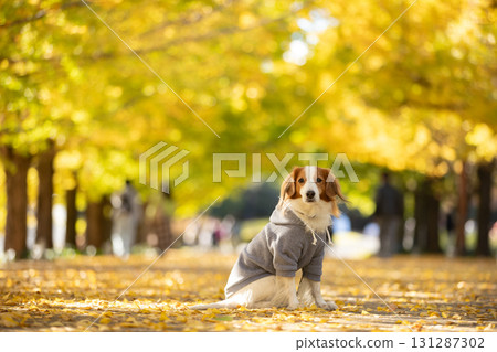 Kooikerhondje bathed in autumn sunlight 131287302