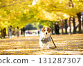 Smiling Kooikerhondje running through the ginkgo tree-lined street 131287307