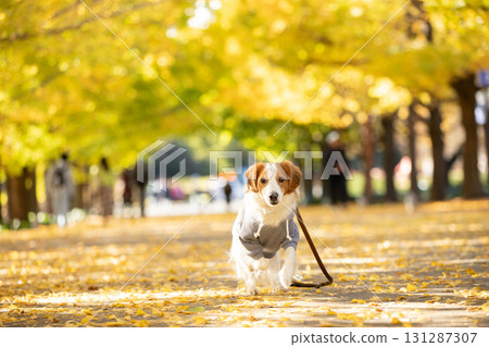 笑容滿面的 Kooikerhondje 奔跑在銀杏樹成蔭的街道上 131287307