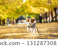 Smiling Kooikerhondje running through the ginkgo tree-lined street 131287308
