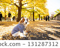 Kooikerhondje bathed in autumn sunlight 131287312
