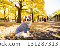 Kooikerhondje bathed in autumn sunlight 131287313
