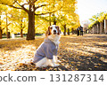 Kooikerhondje bathed in autumn sunlight 131287314