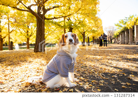 沐浴在秋日陽光下的 Kooikerhondje 沐浴在秋日陽光下的 Kooikerhondje 131287314