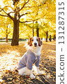 Kooikerhondje bathed in autumn sunlight 131287315