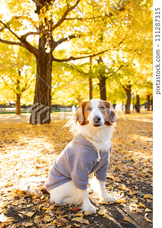 沐浴在秋日陽光下的 Kooikerhondje 沐浴在秋日陽光下的 Kooikerhondje 131287315