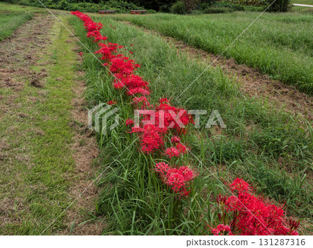 公園裡盛開的鮮紅色彼岸花(千葉縣松戶市21世紀森林廣場) 公園裡盛開的鮮紅色彼岸花(千葉縣松戶市21世紀森林廣場) 131287316