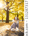 Kooikerhondje bathed in autumn sunlight 131287317