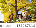 Two Chihuahuas nestled together under the blue sky and yellow leaves 131287318
