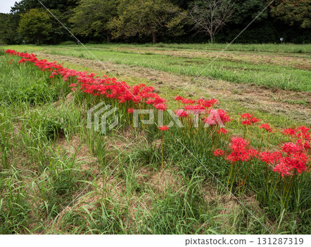 公園裡盛開的鮮紅色彼岸花(千葉縣松戶市21世紀森林廣場) 公園裡盛開的鮮紅色彼岸花(千葉縣松戶市21世紀森林廣場) 131287319