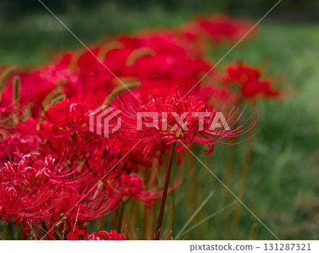 Bright red spider lilies blooming in the park (21st Century Forest and Square, Matsudo City, Chiba Prefecture) Bright red spider lilies blooming in the park (21st Century Forest and Square, Matsudo City, Chiba Prefecture) 131287321