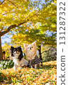 Two Chihuahuas nestled together under the blue sky and yellow leaves 131287322