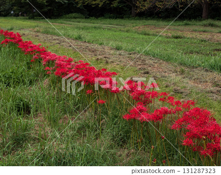 Bright red spider lilies blooming in the park (21st Century Forest and Square, Matsudo City, Chiba Prefecture) 131287323