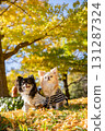 Two Chihuahuas nestled together under the blue sky and yellow leaves 131287324