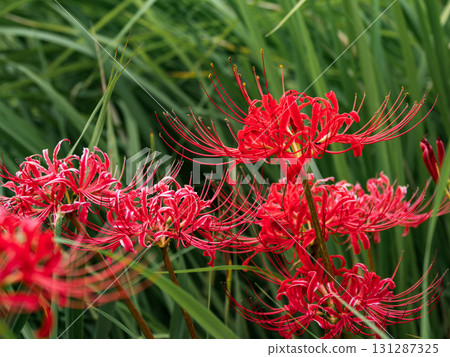 公園裡盛開的鮮紅色彼岸花(千葉縣松戶市21世紀森林廣場) 公園裡盛開的鮮紅色彼岸花(千葉縣松戶市21世紀森林廣場) 131287325