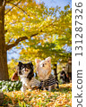 Two Chihuahuas nestled together under the blue sky and yellow leaves 131287326