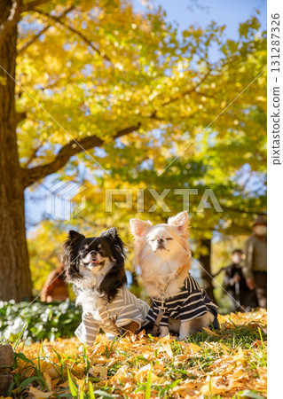 Two Chihuahuas nestled together under the blue sky and yellow leaves 131287326