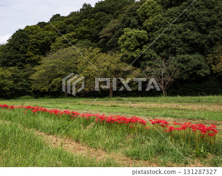公園裡盛開的鮮紅色彼岸花（千葉縣松戶市21世紀森林廣場） 131287327