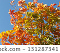 Scenery of maple leaves turning red 131287341