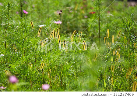 Autumn comes 131287409