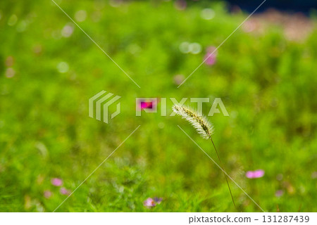 Autumn comes Autumn comes 131287439