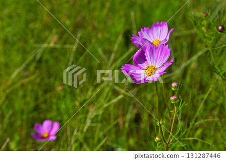 秋天來了 秋天來了 131287446