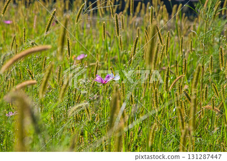 秋天來了 秋天來了 131287447