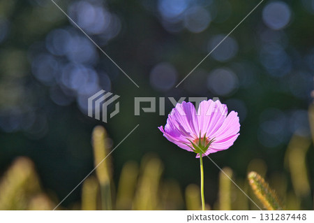 秋天來了 秋天來了 131287448