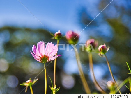 Autumn comes Autumn comes 131287453