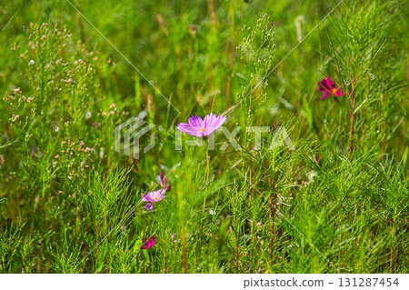 Autumn comes 131287454